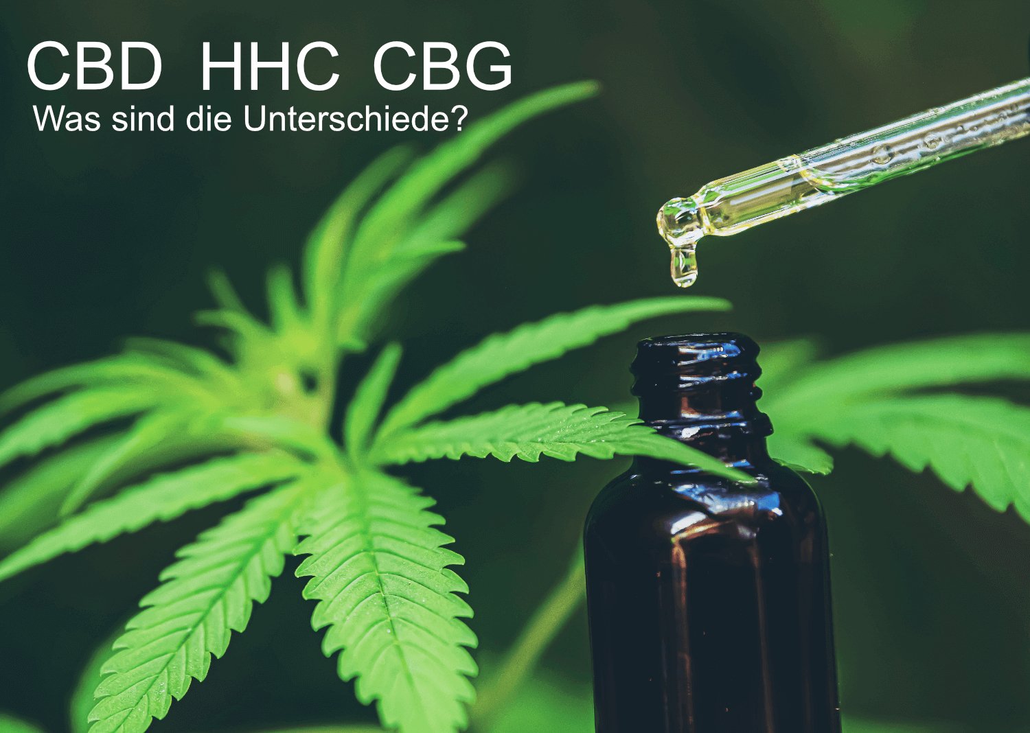 CBD, THC, CBG & HHC - Der Hype ist real. Blüten, Cartridges oder Öl. Was ist was? Wir klären Euch auf! - Haus des Dampfes