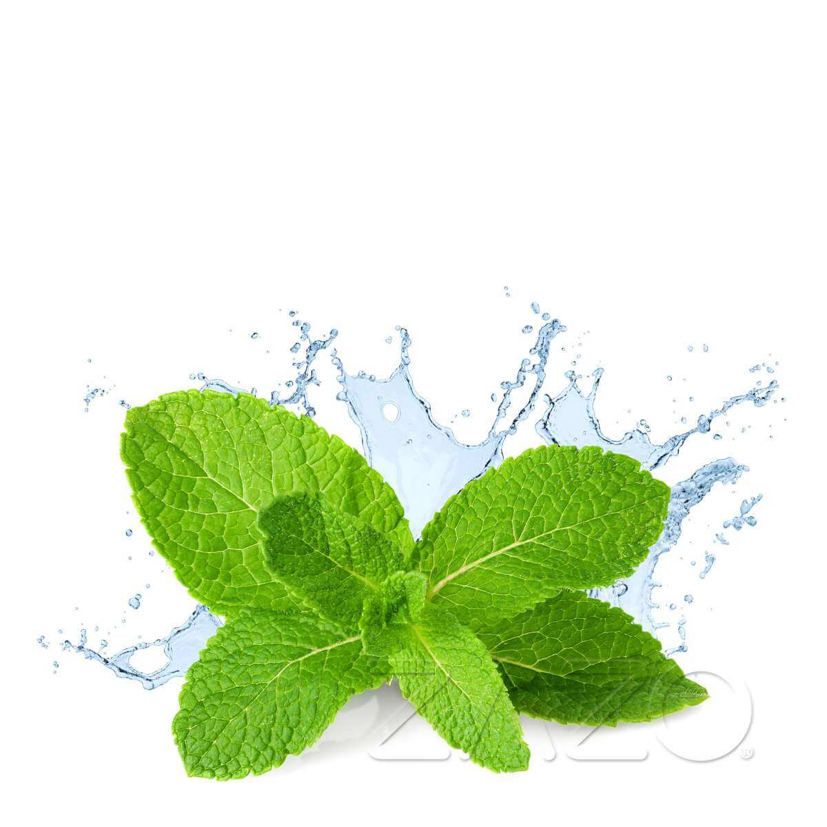 Zazo Fresh Mint E - Zigaretten Liquid - Haus des Dampfes