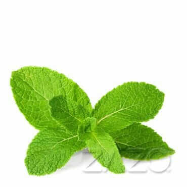 Zazo Mint E - Zigaretten Liquid - Haus des Dampfes