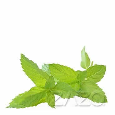 Zazo Peppermint E - Zigaretten Liquid - Haus des Dampfes